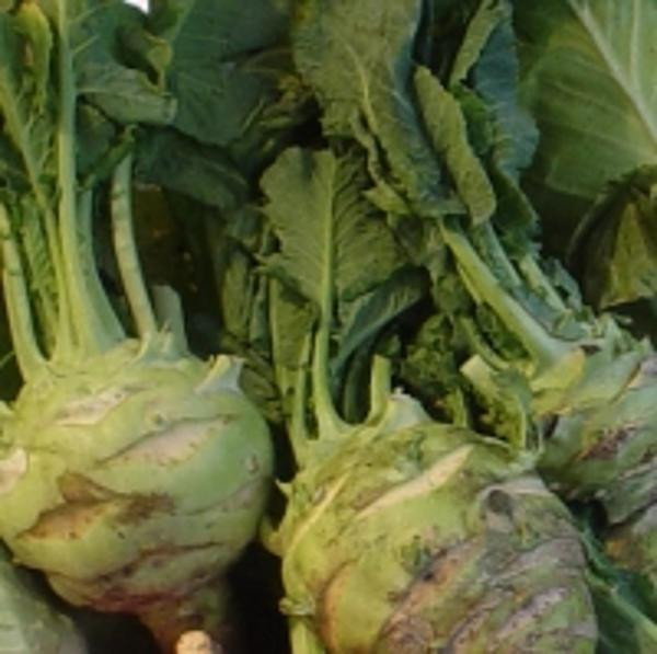 Produktfoto zu Kohlrabi Superschmelz, ca. 500g