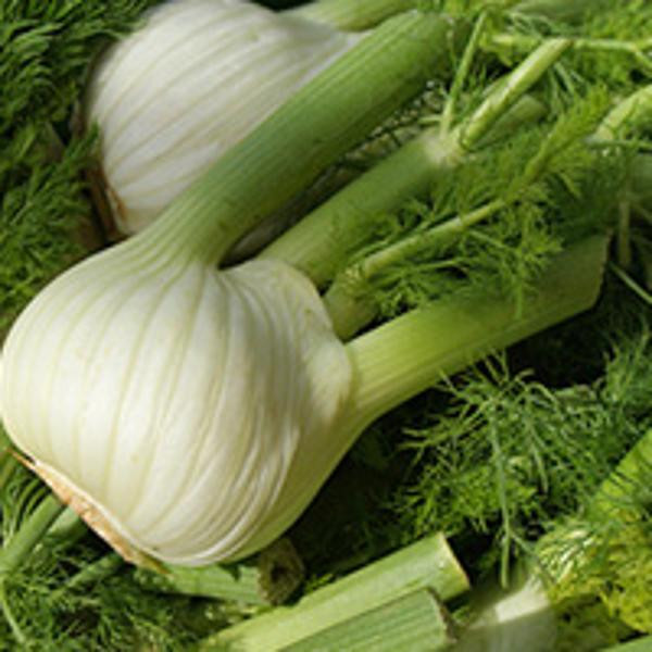 Produktfoto zu Fenchel