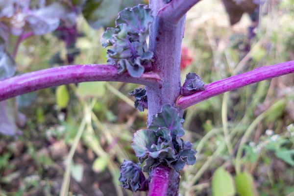 Flower Sprouts