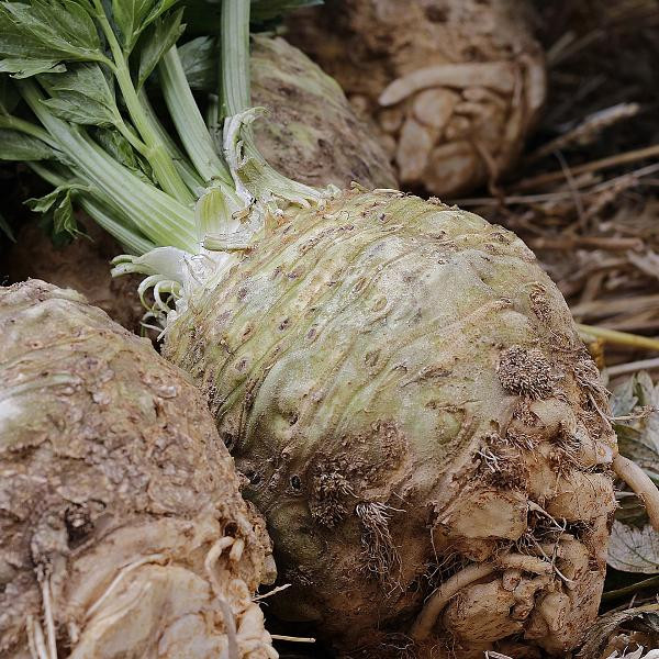 Produktfoto zu Knollensellerie, ca. 600g+