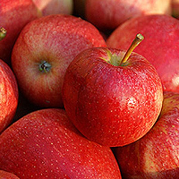 Produktfoto zu Apfel Gala