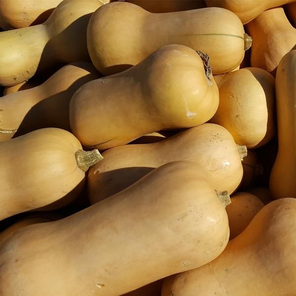 Produktfoto zu Kürbis Butternut, ca. 0,500kg