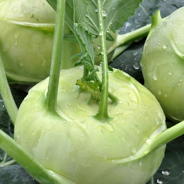 Produktfoto zu Kohlrabi