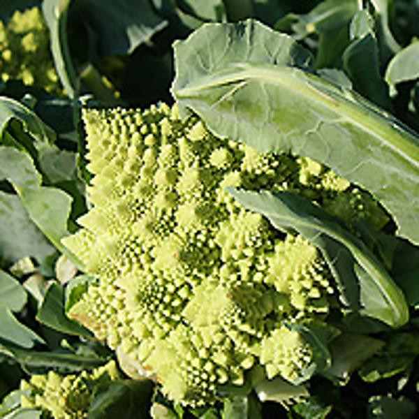 Produktfoto zu Blumenkohl Romanesco