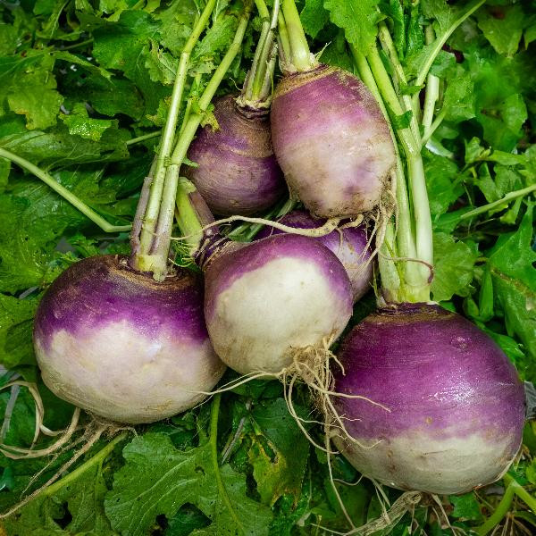 Produktfoto zu Rübchen weiß_violett, im Bund