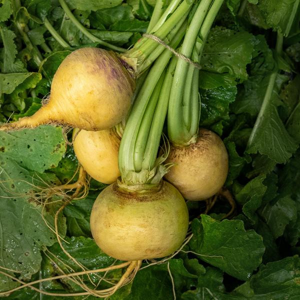 Produktfoto zu Butterrübchen Goldball, im Bund