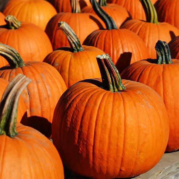 Produktfoto zu Kürbis Jack O' Lantern, groß