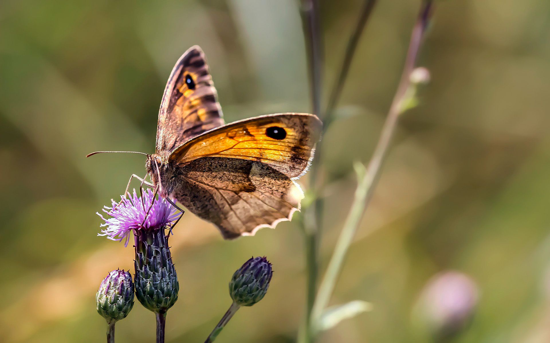 Schmetterling